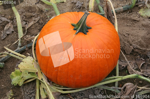 Image of Pumpkin on the Vine
