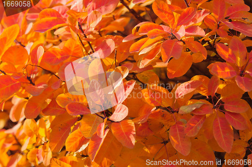 Image of Orange leaves