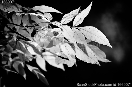 Image of Spring leaves