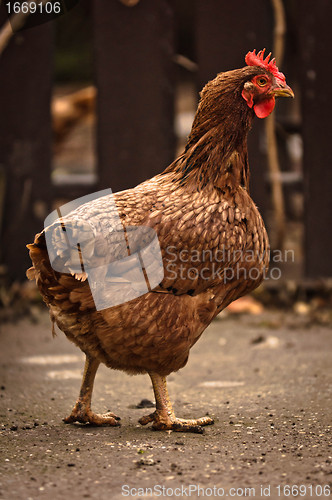 Image of Chicken at farm