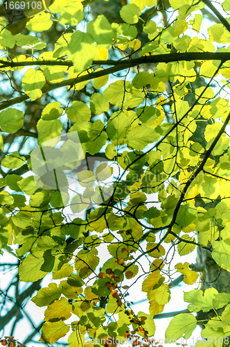 Image of Fresh green leaves