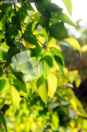 Image of Green spring leaves