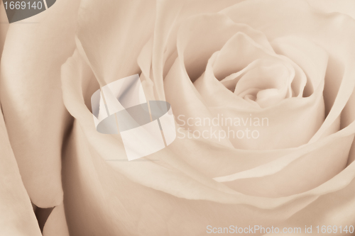 Image of white rose close up