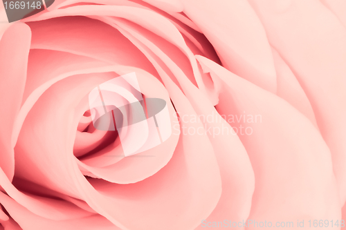 Image of pink rose close up