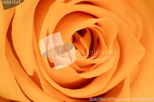 Image of orange rose close up