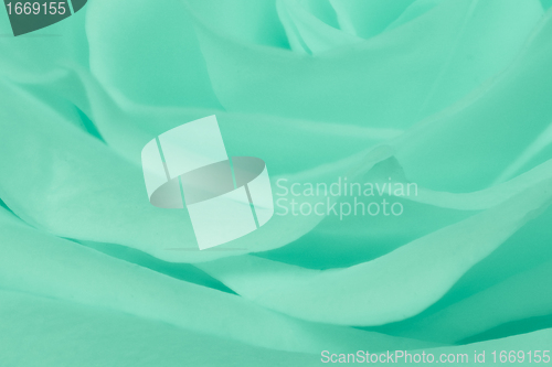 Image of green rose close up