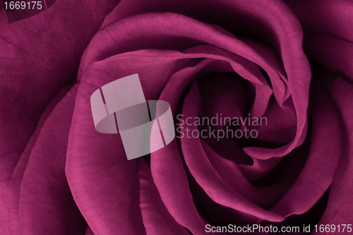 Image of pink rose