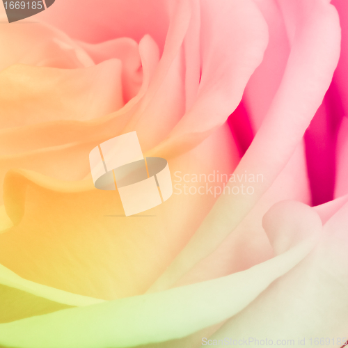 Image of multicolor rose