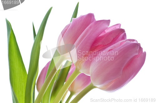 Image of pink tulips