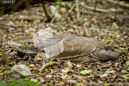 Image of komodo dragon in natural habitat