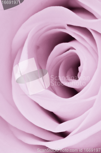 Image of violet rose close up