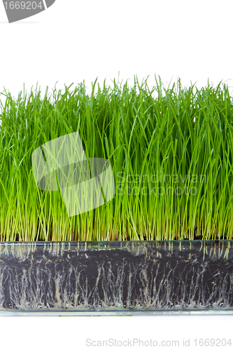 Image of grass with soil