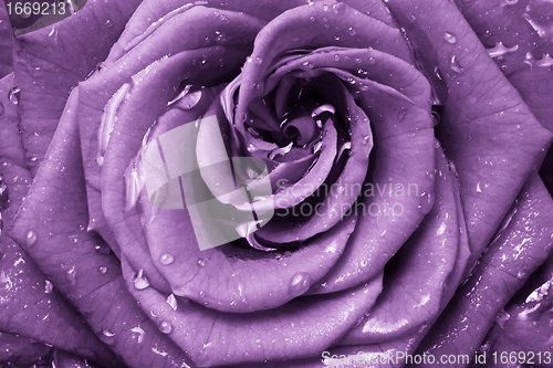 Image of violet rose