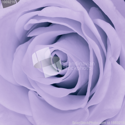 Image of violet rose close up