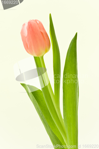 Image of orange tulips