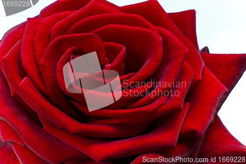 Image of red rose