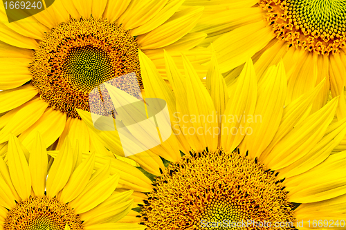 Image of sunflower background