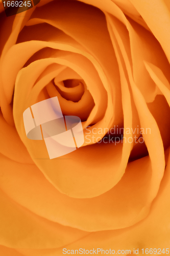 Image of orange rose close up