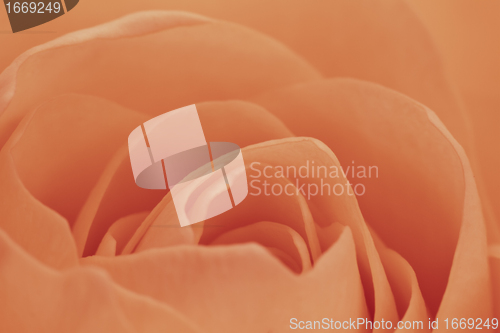 Image of orange rose macro