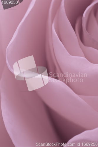 Image of pink rose macro
