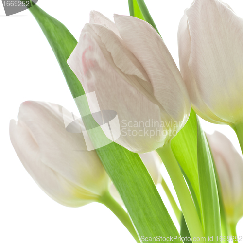 Image of tulips