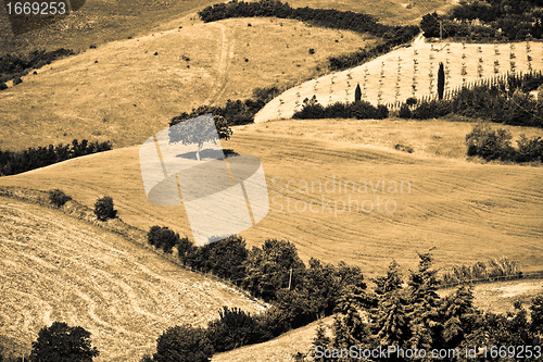 Image of Typical Tuscan landscape