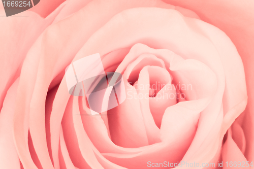 Image of pink rose close up