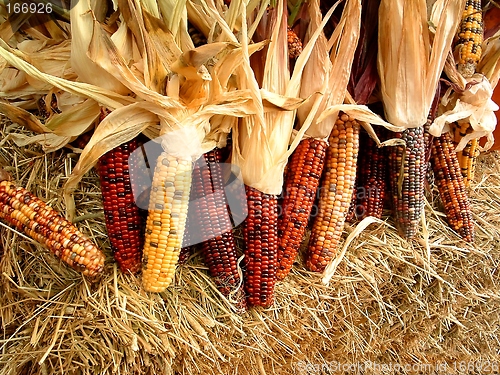 Image of Indian Corn