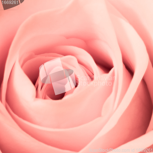 Image of pink rose close up