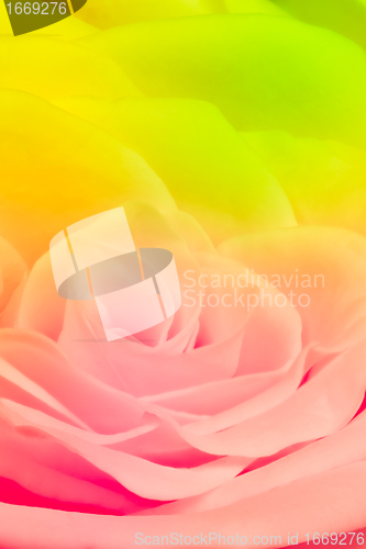 Image of multicolor rose