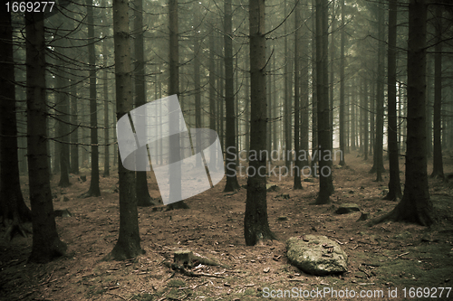 Image of misty forest