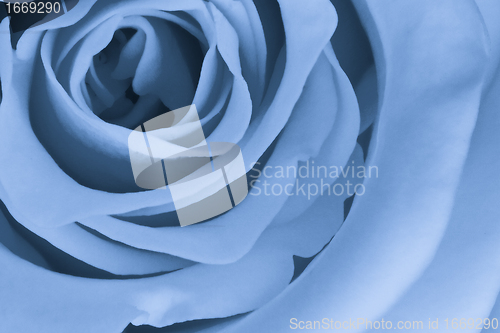 Image of blue rose close up