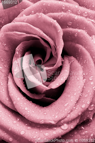 Image of pink rose