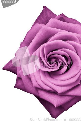 Image of pink rose