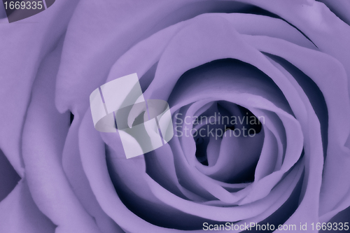 Image of violet rose close up