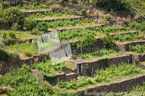 Image of Typical Tuscan landscape