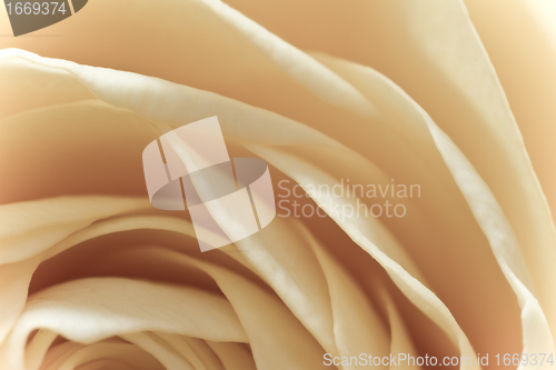 Image of white rose macro