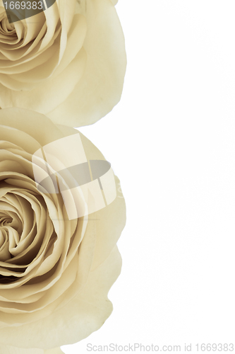 Image of white rose macro