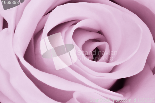 Image of violet rose close up