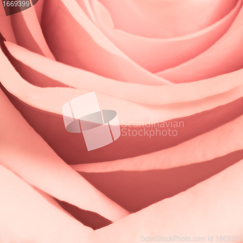 Image of pink rose close up
