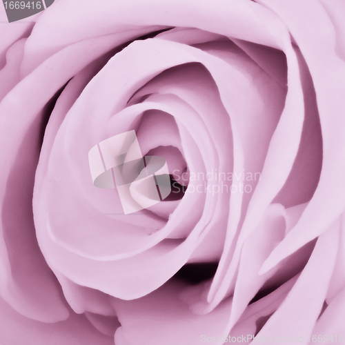 Image of violet rose close up