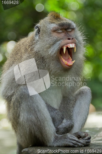 Image of Monkey (Macaca fascicularis)