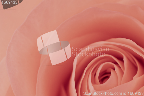 Image of pink rose macro