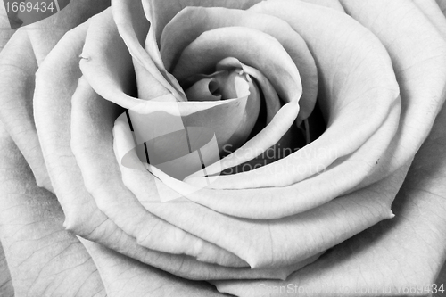 Image of white rose