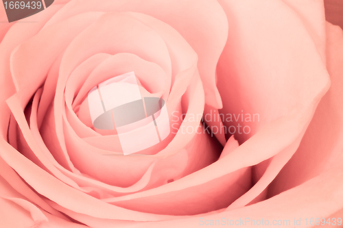 Image of pink rose close up