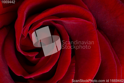 Image of red rose