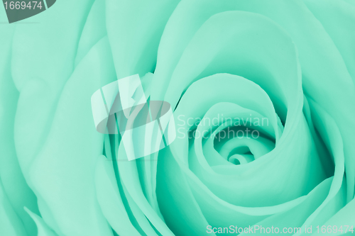Image of green rose close up