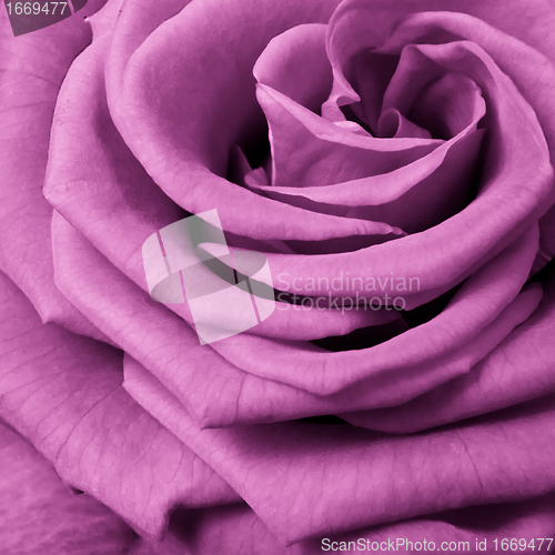 Image of pink rose