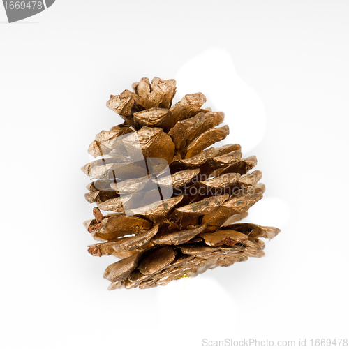 Image of pine cone