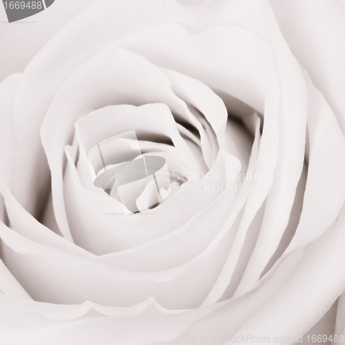 Image of white rose close up